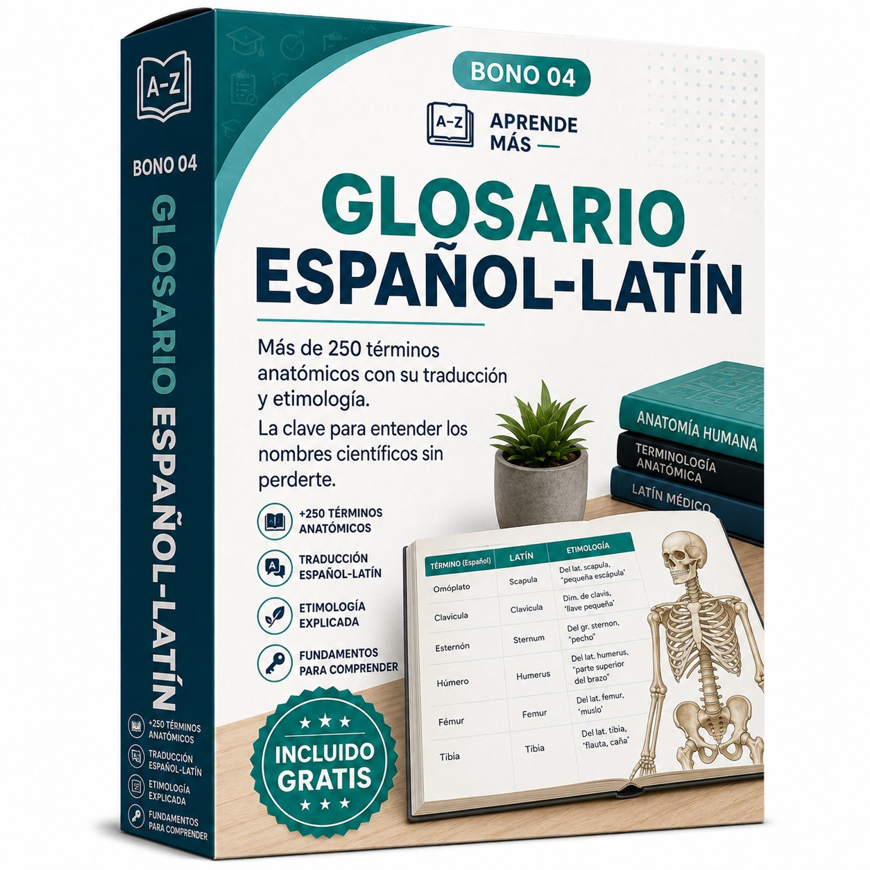 Bono 04, Glosario Español-Latín